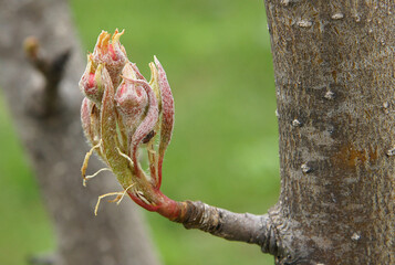 Pyrus communis buds