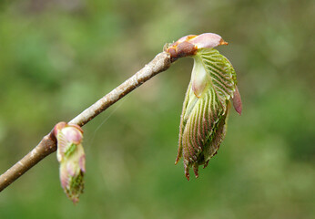 Corylus avellana leaves in early spring
