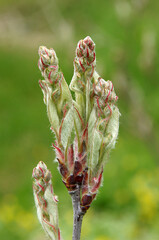 Amelanchier buds in early spring