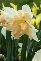 Obraz premium Narcissus in early spring