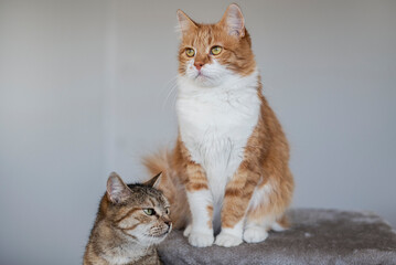Cute house red cat posing on light background at home, national cats day, domestic pet