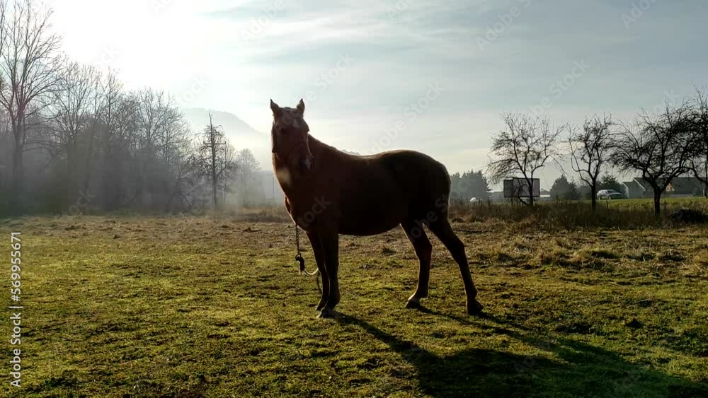 Sticker Young horse on pasture in dry weather.