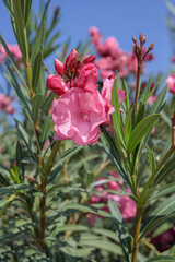 Blooming pink oleander (Nerium oleander)before blue sky.