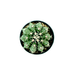 isolate cactus plant in a pot top view 