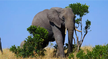 elephant in the savannah