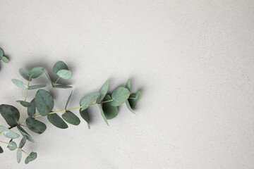 Grey textured concrete background with eucalyptus branchs. Background of light grey concrete for design © Olha