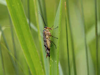Female Scorpion Fly - Panorpa communis