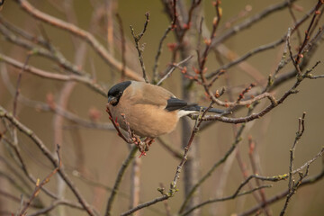 Bullfinch, female perched on a branch in the spring close up in a forest