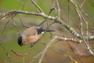 Bullfinch, female perched on a branch in the spring close up in a forest