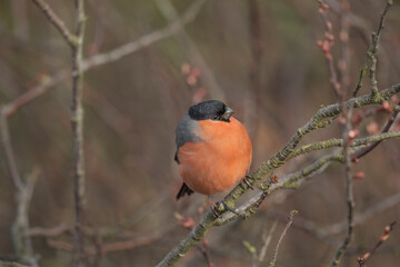 Bullfinch, male perched on a branch in the spring close up in a forest