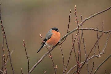 Bullfinch, male perched on a branch in the spring close up in a forest
