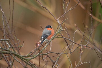 Bullfinch, male perched on a branch in the spring close up in a forest