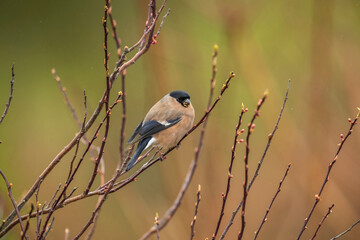 Bullfinch, female perched on a branch in the spring close up in a forest