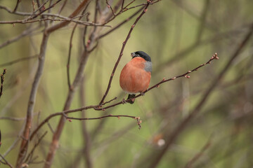 Bullfinch, male perched on a branch in the spring close up in a forest