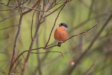 Bullfinch, male perched on a branch in the spring close up in a forest