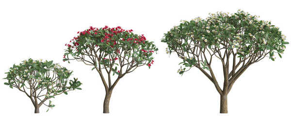 3d illustration of set plumeria rubra tree isolated on transparent
