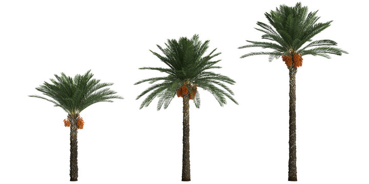 3d illustration of set date palm tree isolated on transparent
