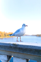 White bird in the lake bridge