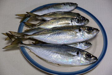 丸いお皿に盛られた獲れたての新鮮な鯵