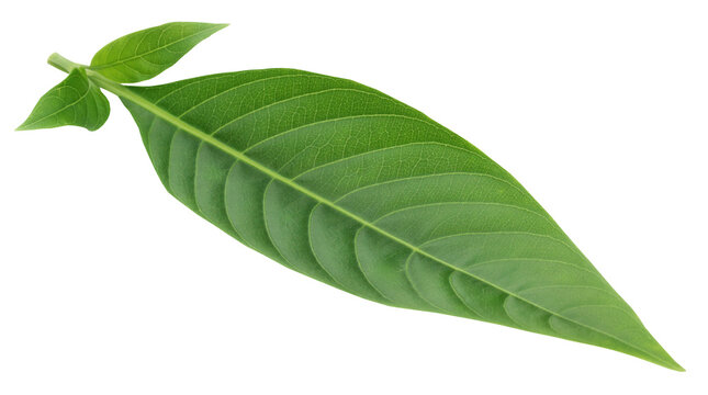 Adhatoda vasica or medicinal Basak leaf