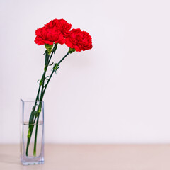 真赤な カーネーション の 花 【 母の日 の イメージ 】