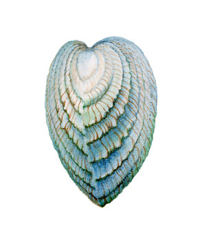watercolor image of a beautiful green-blue seashell