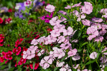 pink alpine carnation, many flowers in the flower bed.