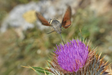 Butterfly collecting nectar on flowers. Hummingbird Hawk Moth (Macroglossum stellatarum) flying...