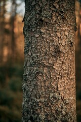 tree trunk bark close up in the forest. natural background