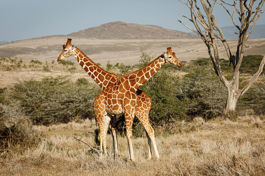 giraffes on the savannah