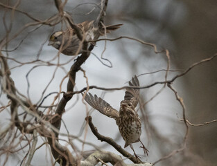 House Finch in Flight