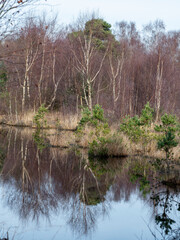 Bare winter trees reflected in a flooded field