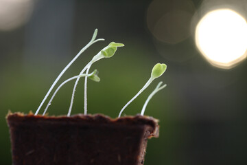 Lettuce seedlings grow towards light of sun