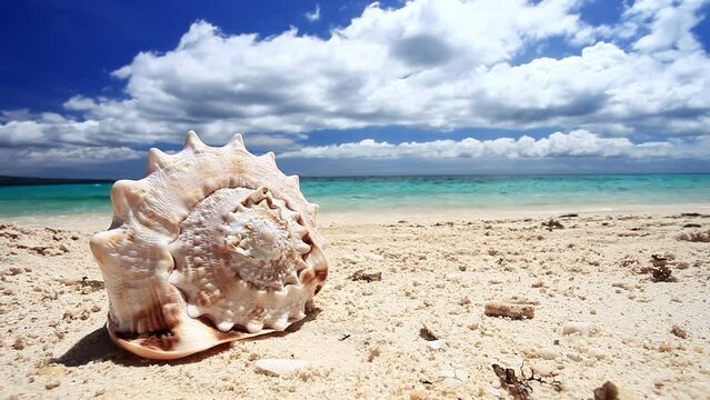 Seashell on sandy beach with turquoise sea background. Tropical destinations. Summer vacations