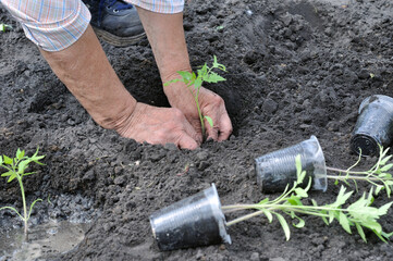 gardener planting a tomato seedling in the vegetable garden