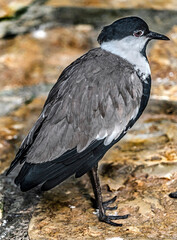 Spur-winged lapwing on the ground. Latin name - Vanellus spinosus