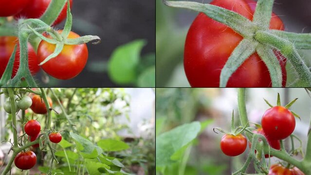Red tomato in hothouse. Closeup