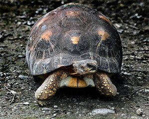 Radiated tortoise in its enclosure. Latin name - Astrochelys radiata	