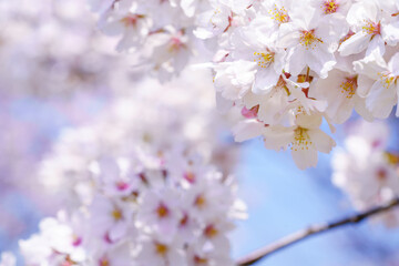 Fototapeta na wymiar 青空と満開の桜