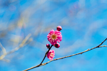 青空の梅の花