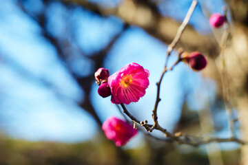 青空の梅の花