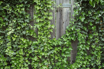 Holzwand - Efeu - Background