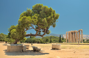 Coniferous tree and Temple of Olympian Zeus - Athens, Greece.