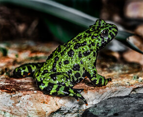 Oriental fire-bellied toad on the stone. Latin name - Bombina orientalis