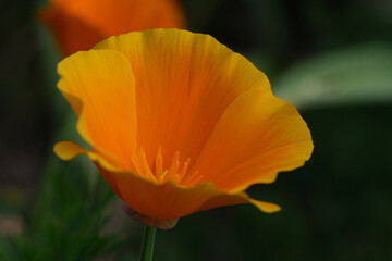 Fototapeta premium California Poppies