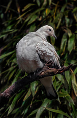 Pied imperial pigeons on the branch. Latin name - Ducula bicolor	