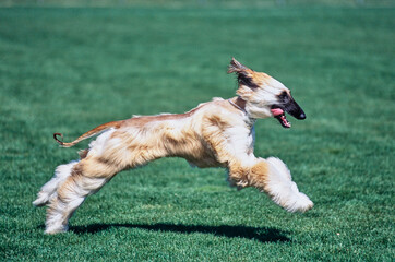 Afghan sprinting through field with tongue out