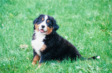 Bernese Mountain Dog puppy sitting in grass field