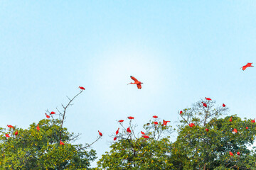 flock of Guarás in the Delta do Parnaiba Maranhão Brazil