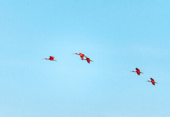 flock of Guarás in the Delta do Parnaiba Maranhão Brazil
